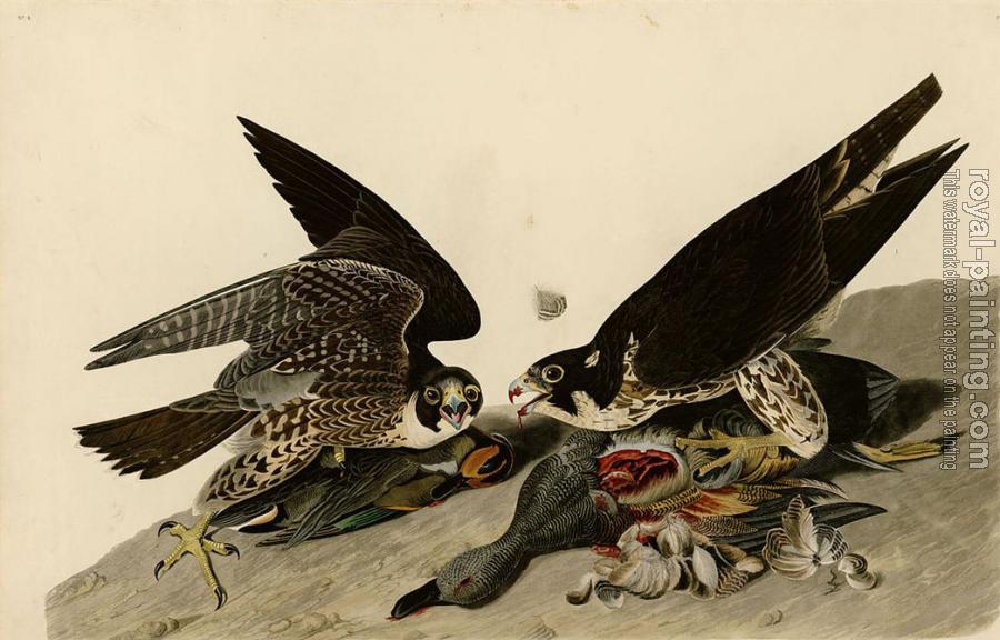 John James Audubon : Great footed hawk